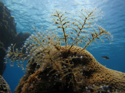 divepackages