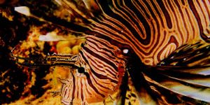 lionfish300 Sosua Bay Lionfish