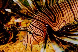 Sosua Bay Lionfish