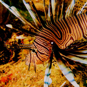 lionfish300 Sosua Bay Lionfish