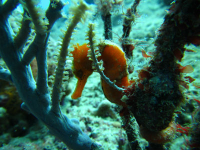 seahorsescuba