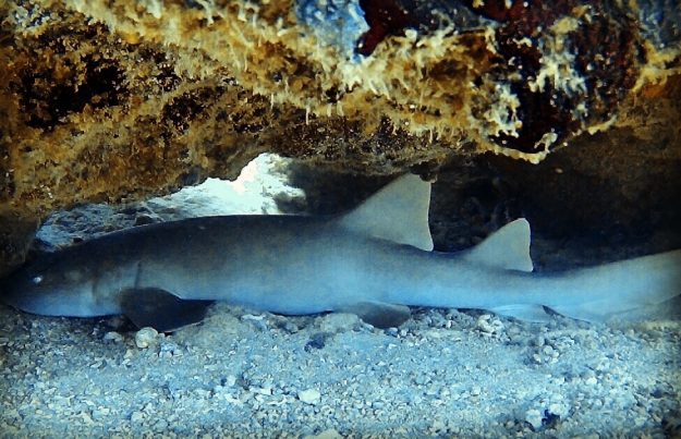 nurseshark Nurse Shark Sosua