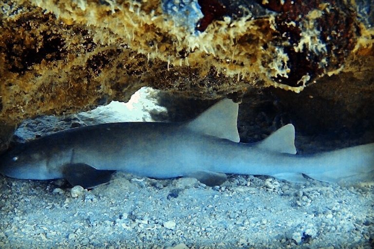 Nurse Shark Sosua