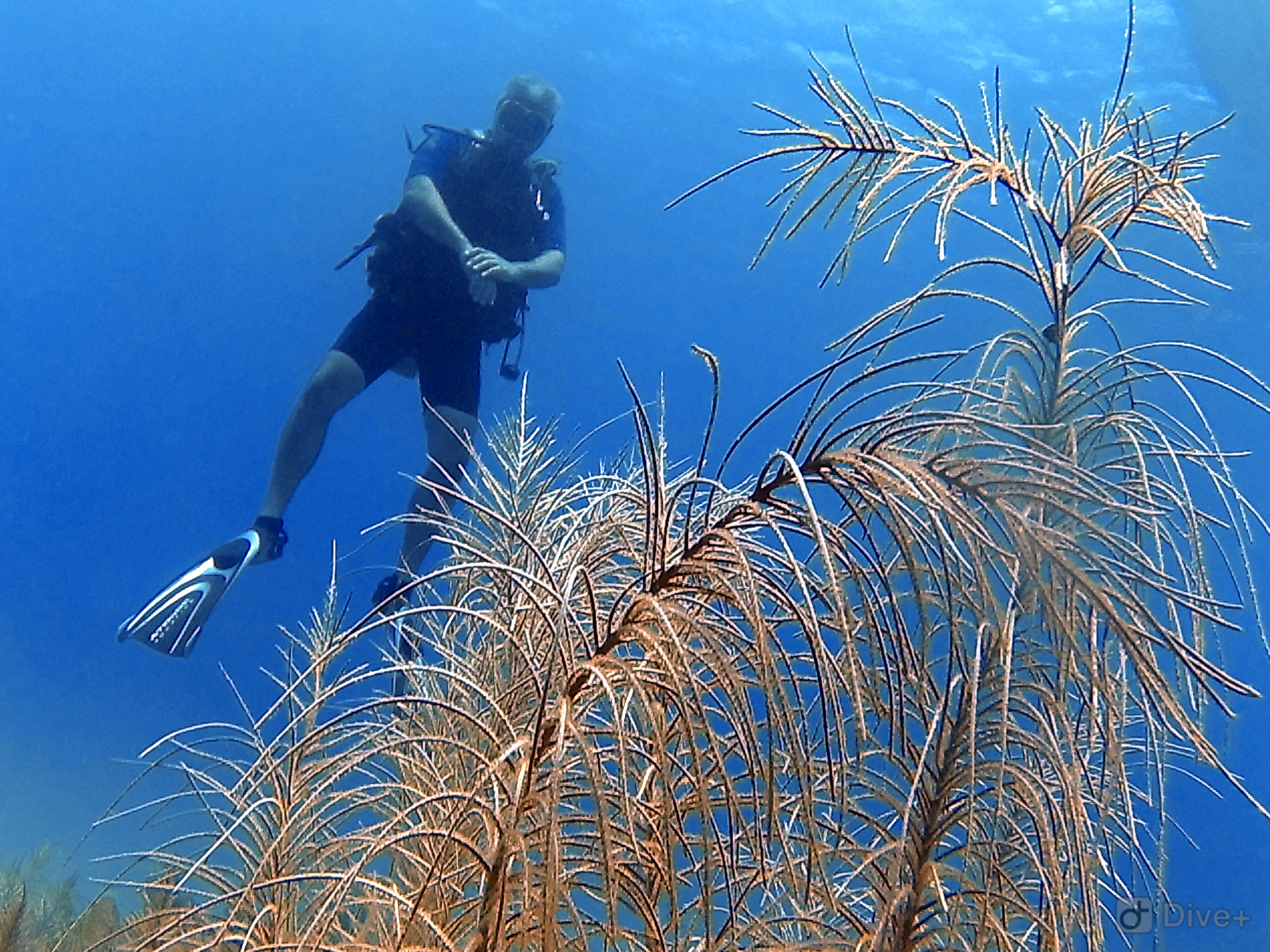 Superior Dive Sosua