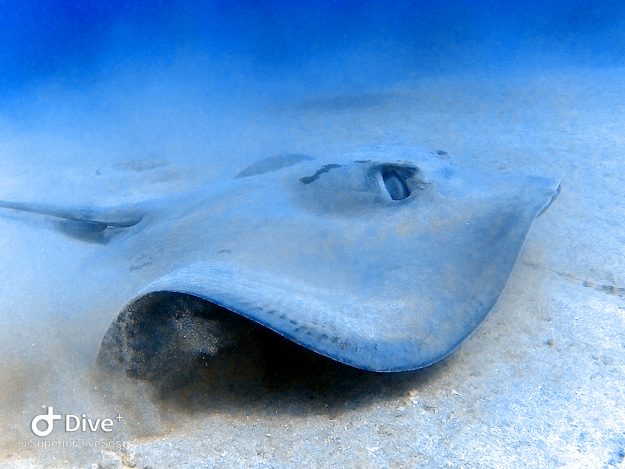 Caribbean Whiptail Stingray / Sosua Whiptail Stingray