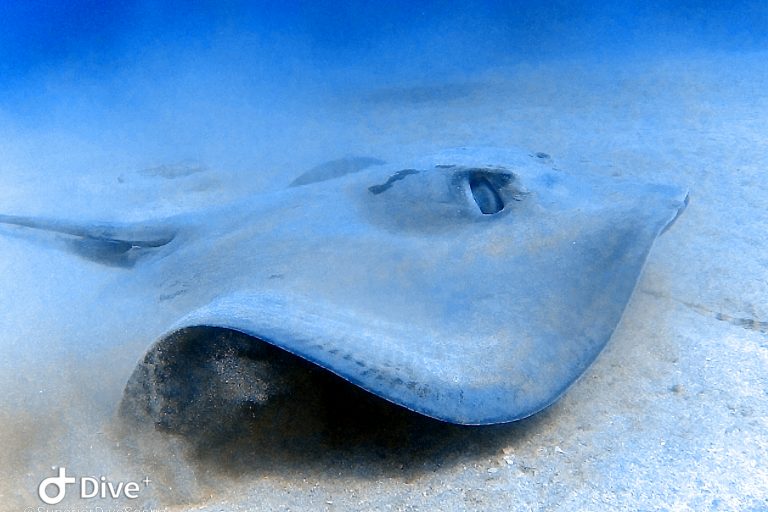 Whiptail Stingray