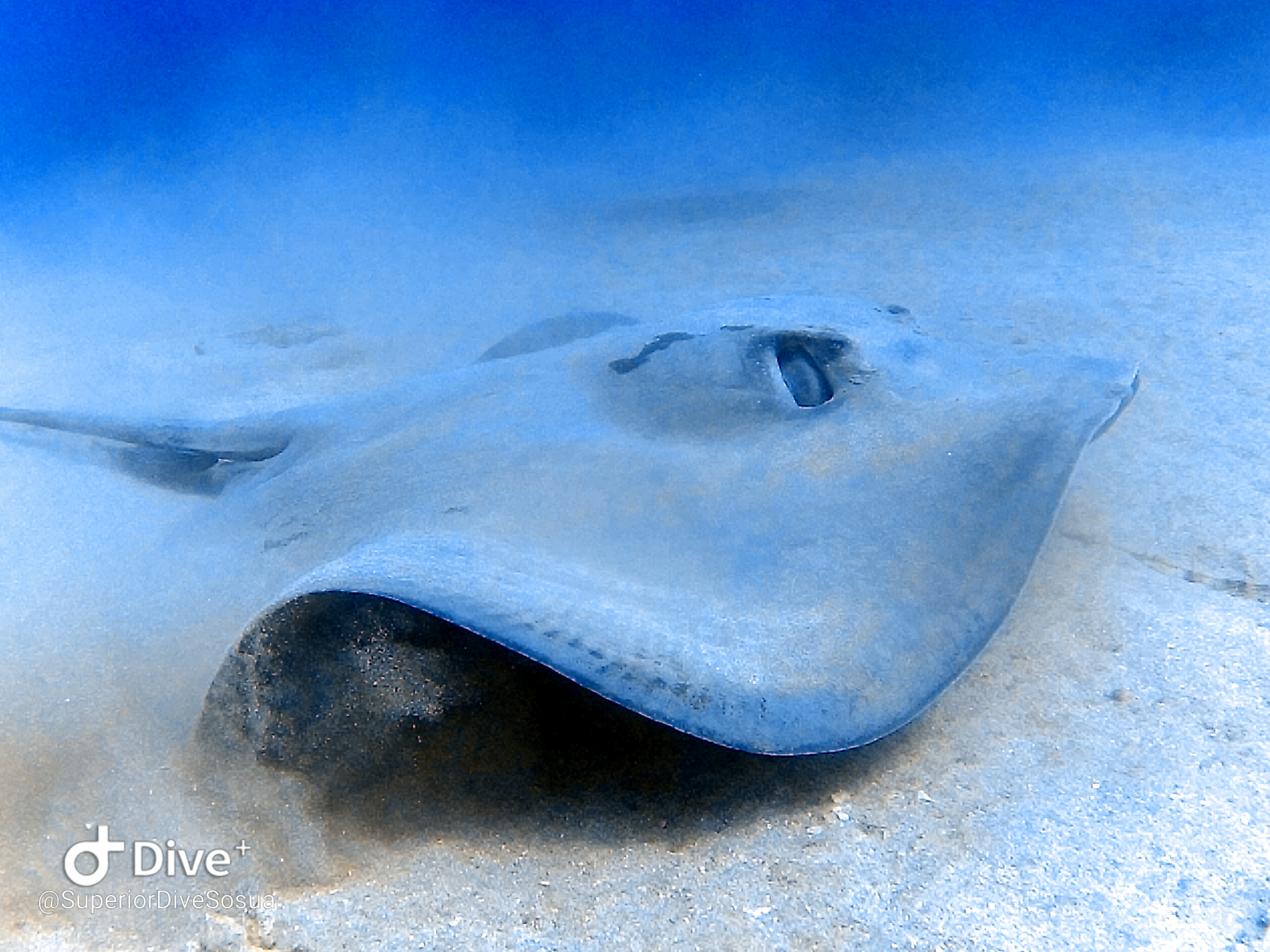 Whiptail Stingray