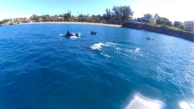 Dolphins / Sosua Bay with Superior Dive Sosua