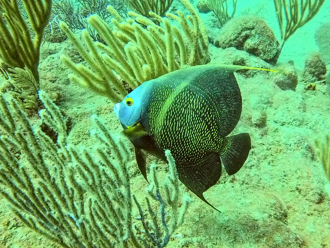 Marine life in Sosua Bay