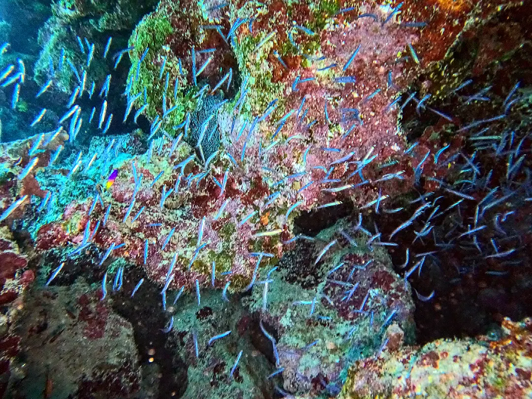 Diver on the reef