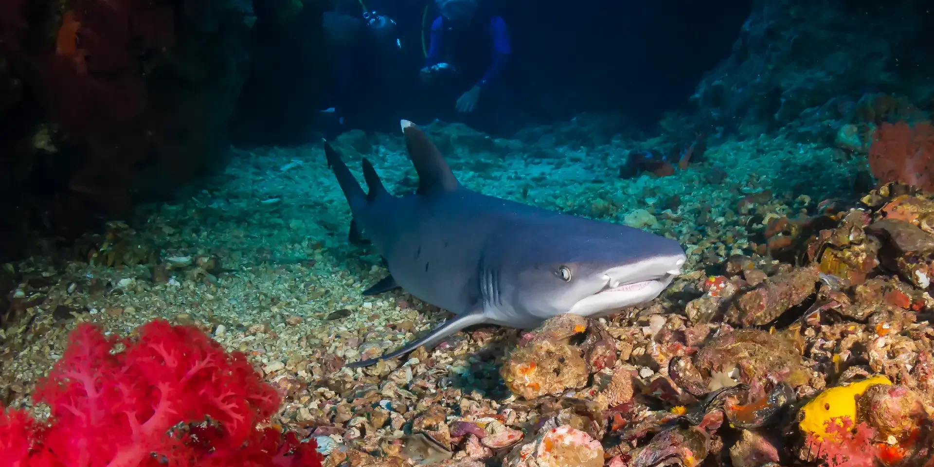 whitetip