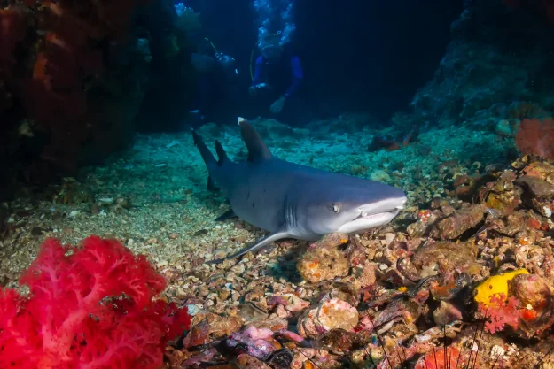 whitetip