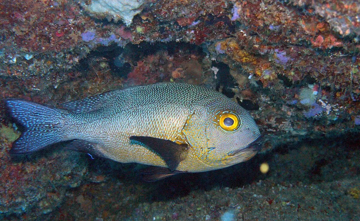 Midnight snapper on the reef