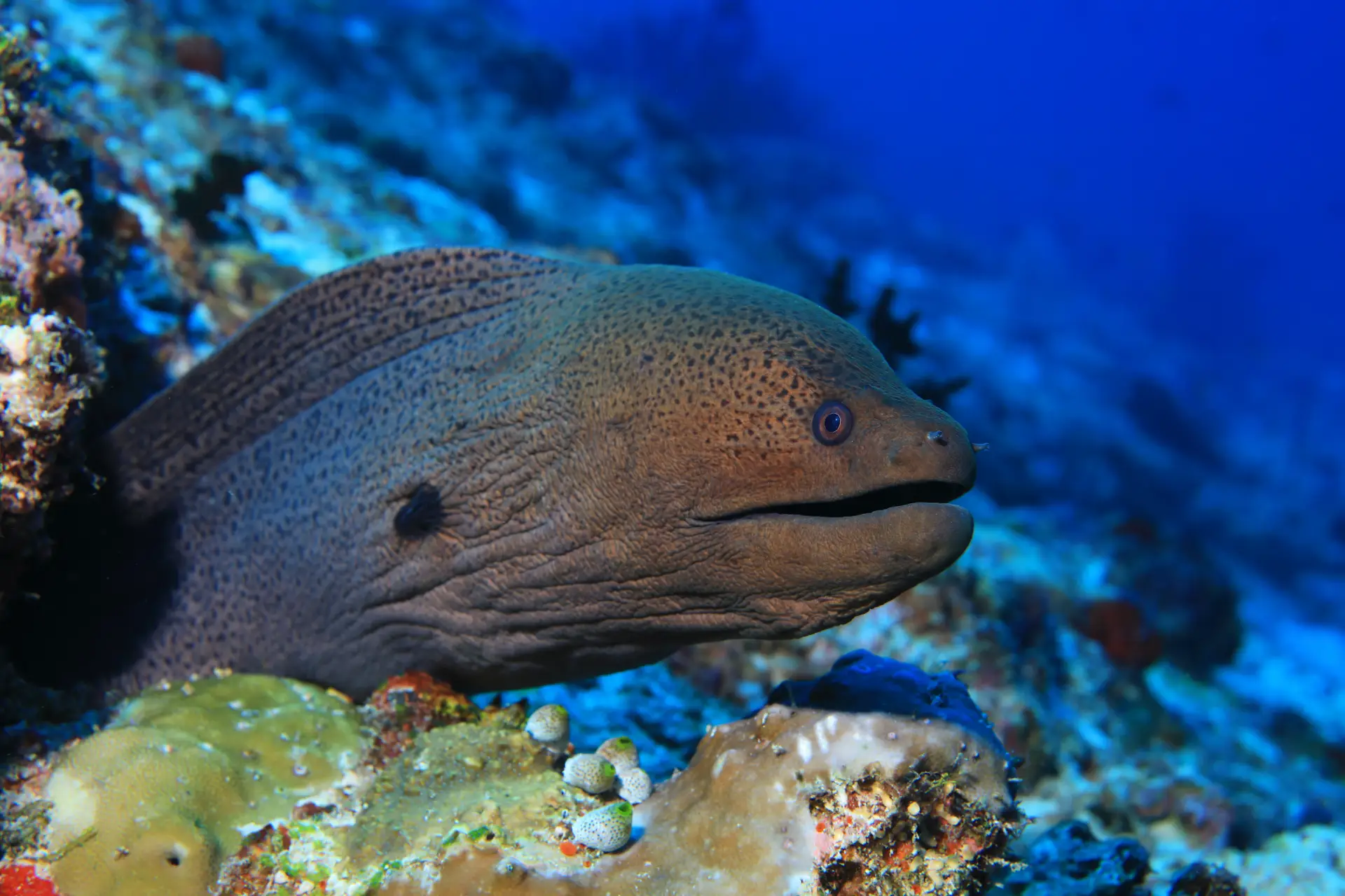 Moray eel on the reef in Sosua Bay